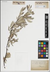 Foto von Salix lapponum L.